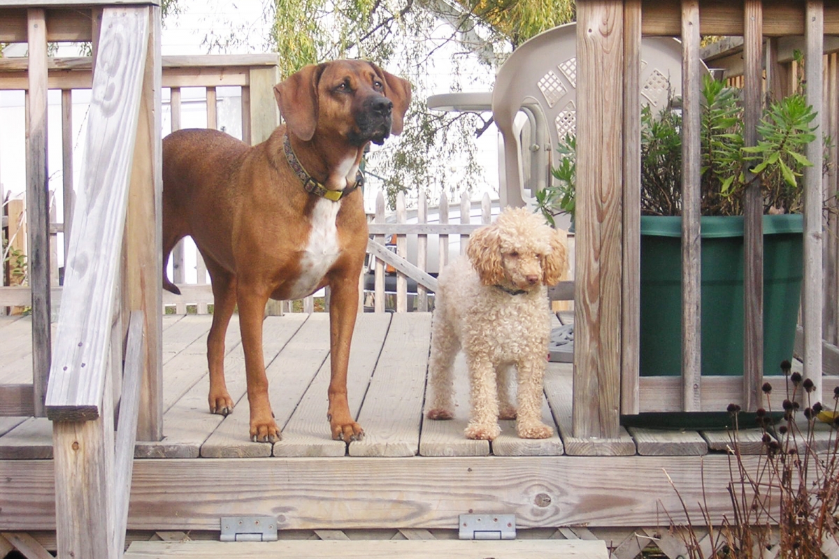 tuli-&dante